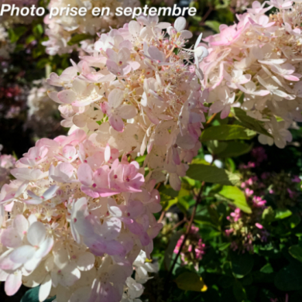 Hydrangea paniculata 'Grandiflora' - Hortensia