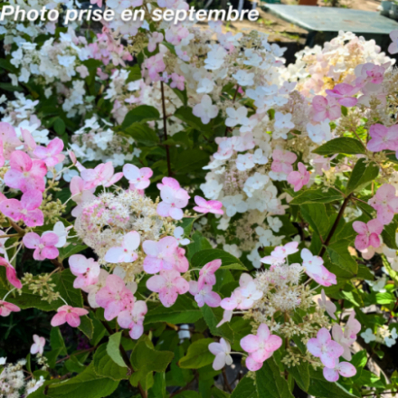 Hydrangea paniculata 'Unique' - Hortensia
