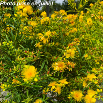 Hypericum kalmianum 'Gemo'
