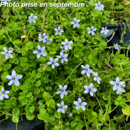 Isotoma fluviatilis