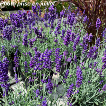 Lavandula angustifolia 'Hidcote'