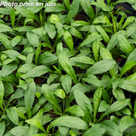Leucanthemum 'Goldfinch'