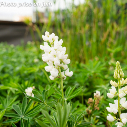 Lupinus gallery 'Blanc'