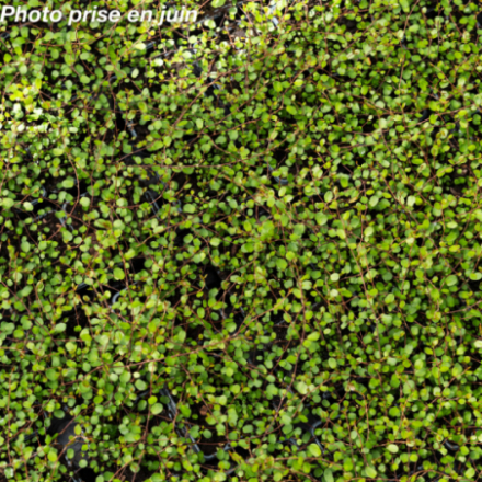 Muehlenbeckia complexa  - Muehlenbeckie