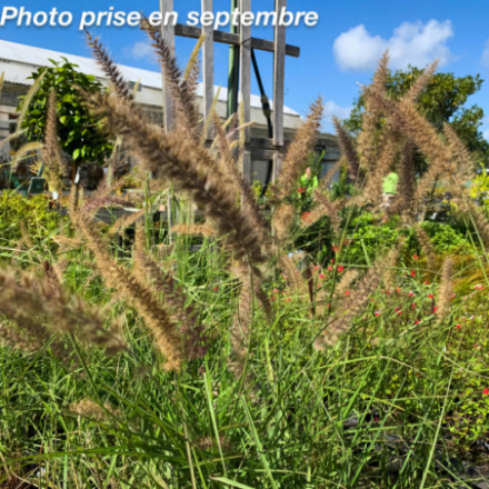 Pennisetum orientalis 'Flamingo'