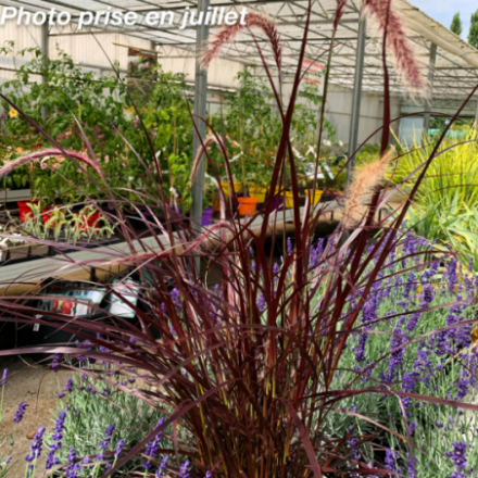 Pennisetum setaceum 'Rubrum' - Herbe aux écouvillons