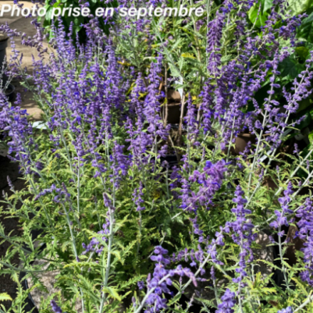 Perovskia atriplicifolia 'Lacey Blue'