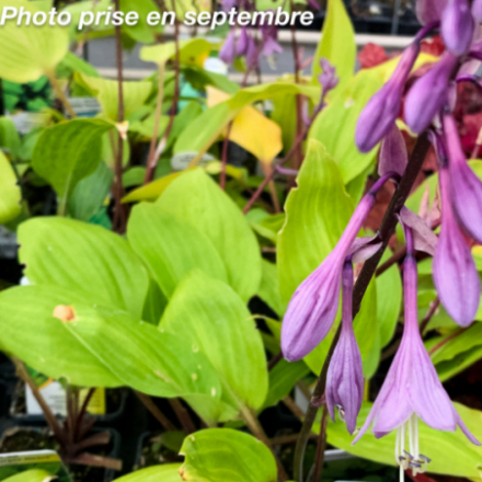Persicaria amplexicaulis 'Taurus'