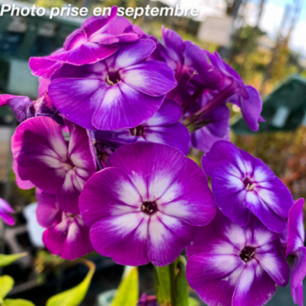 Phlox paniculata 'Laura'