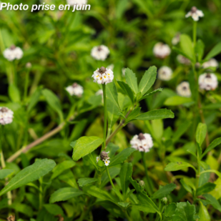 Phyla canescens 'Lippia' - Verveine nodiflore
