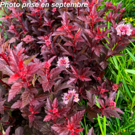 Physocarpus opulifolius 'Sweet cherry Tea'