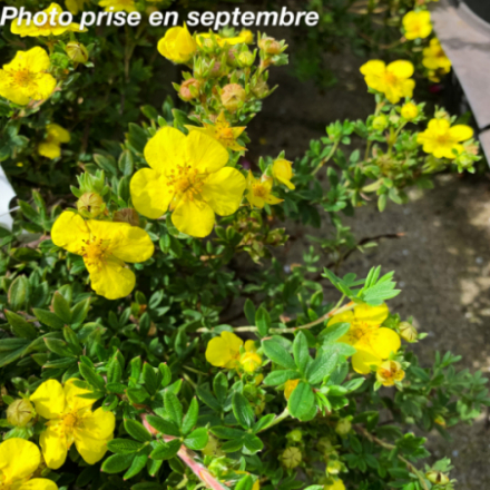 Potentilla fruticosa 'Arbuscula'