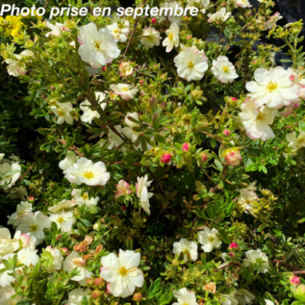 Potentilla fruticosa Double Punch Cream ® 'Mincrero1'
