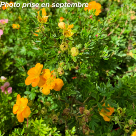 Potentilla fruticosa Double Punch ® Tango''Minora7'