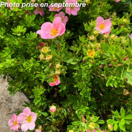 Potentilla fruticosa 'Lovely pink' - Potentille arbustive