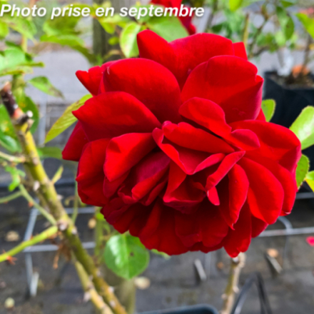 Rosa x 'Jazz®' Poulnorm - Rosier grimpant