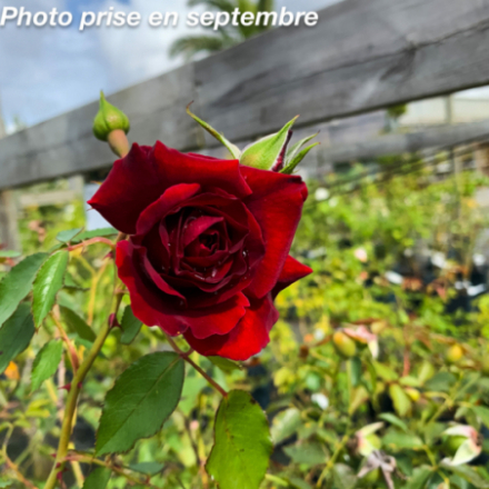 Rosa x 'Red Parfum®' Everepra - Rosier grimpant
