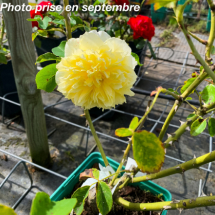 Rosa x 'The Pilgrim®' Auswalker - Rosier anglais