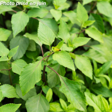 Salvia 'Embers Wish Corail Sauge'
