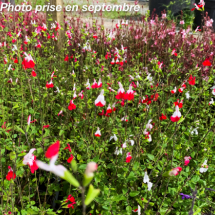 Salvia grahami 'Hotlips'