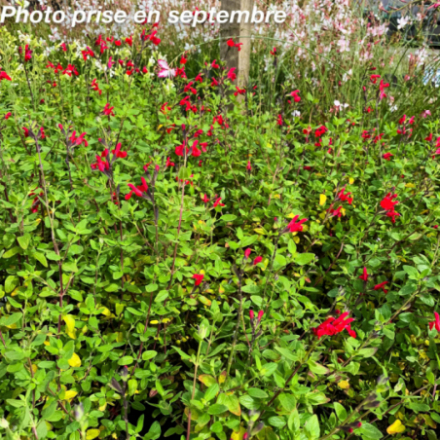Salvia grahamii 'Microphylla rouge ' - Sauge de Graham