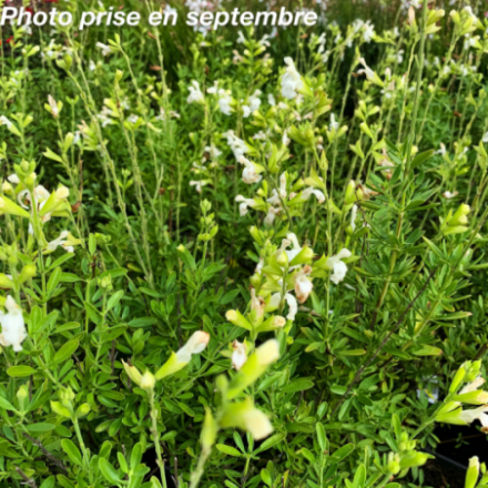 Salvia greggii 'Alba'