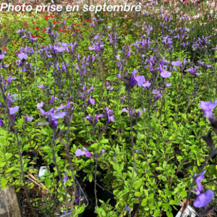 Salvia microphylla 'So Cool Pale Blue'®