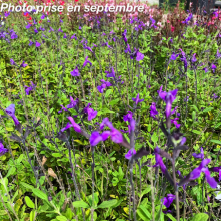 Salvia microphylla 'So Cool Purple'®