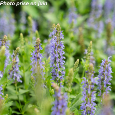 Salvia nemorosa 'Blauhugel'