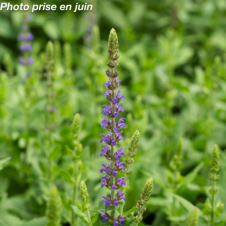 Salvia nemorosa 'Ostfriesland'