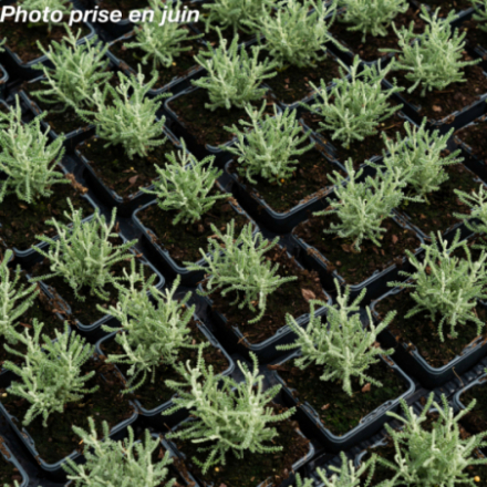 Santolina  chamaecyparissus