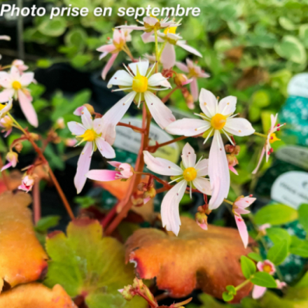 Saxifraga 'Sibyll Trelawney'
