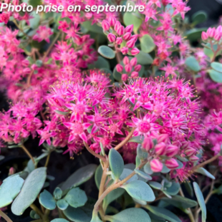 Sedum cauticola 'Lidakense'