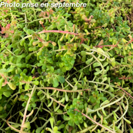 Sedum oreganum