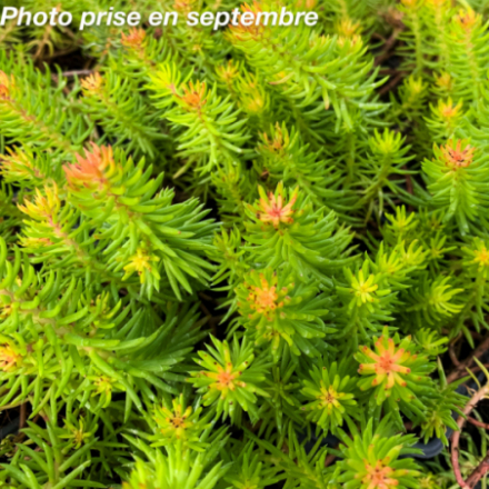 Sedum reflexum 'Yellow Cushion'