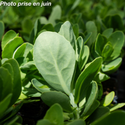 Sedum spectabilis 'Brillant'