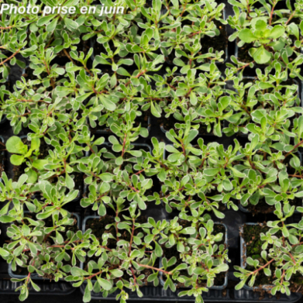 Sedum spurium 'Tricolor'