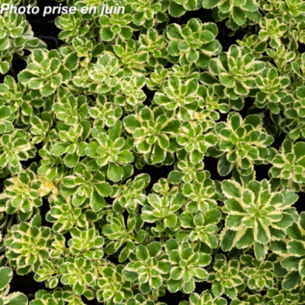 Sedum takesimense 'Atlantis'®