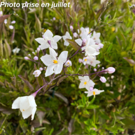 Solanum jasminoides - Morelle -Jasmin