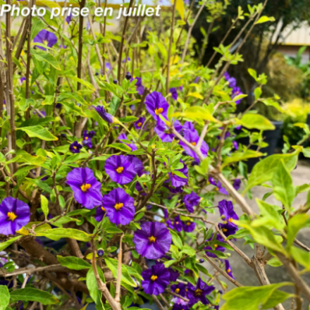 Solanum rantonetti - Arbre à gentiane