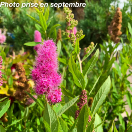 Spiraea x billardii - Spirée de Billiard
