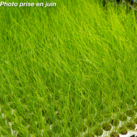 Stipa tenuissima 'Pony Tails'