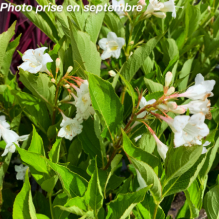 Weigelia x 'Snowflake'