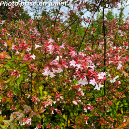 Abelia x grandiflora