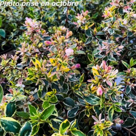 Abelia x grandiflora 'Stereden' ®