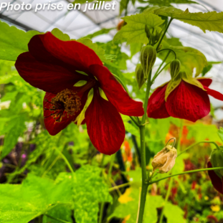 Abutilon schafta