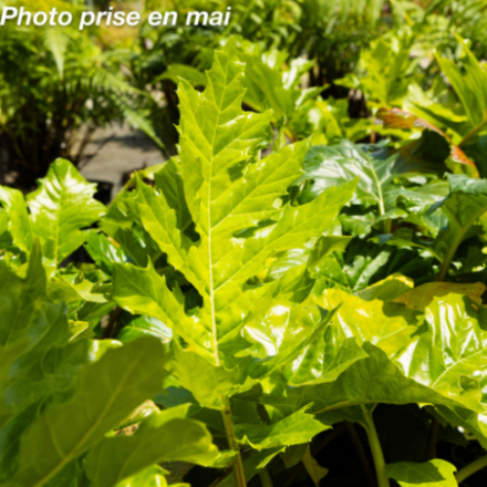 Acanthus mollis