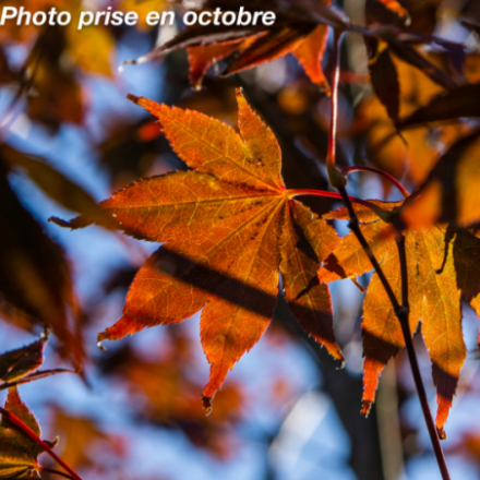 Acer palmatum 'Bloodgood' - Érable du Japon