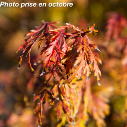 Acer palmatum 'Seiryu' - Érable japonnais