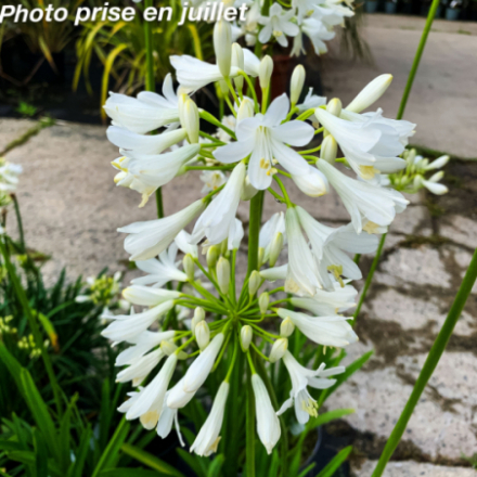 Agapanthus africanus 'Albus'